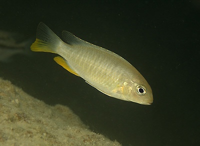 Tropheops sp. 'gracilior nankumba' Otter Island